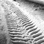 Images (4)